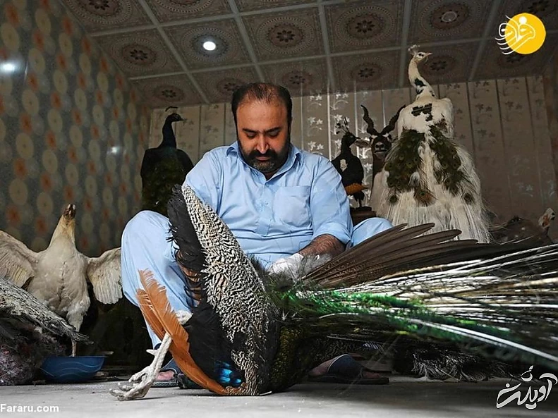 (تصاویر) تاکسیدرمی حیوانات خانگی پس از مرگ